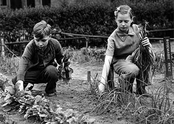 Cleveland Public School students harvest vegetables from their school garden tracts, May, 1942