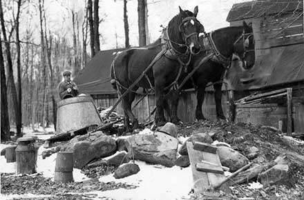 Harvested maple syrup being drawn by horses back to a boiling house near Chardon, Ohio