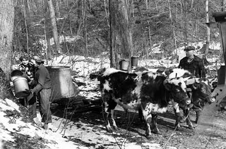 Norma Carver, Judy Thrasher, and Clayton Thayer collect sap from maple trees in 1952